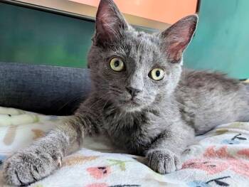 Mira SP -  Russian Blue Cat for Adoption - Mira SP | PetCurious