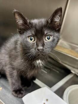 Xavier -  Domestic Short Hair Cat for Adoption in Wichita, Kansas - Xavier | PetCurious
