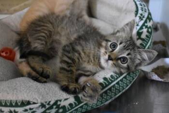 Mohg -  Domestic Short Hair Cat for Adoption in Kansas City, Missouri - Mohg | PetCurious