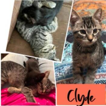 Clyde -  Domestic Short Hair Cat for Adoption in Orangevale, California - Clyde | PetCurious
