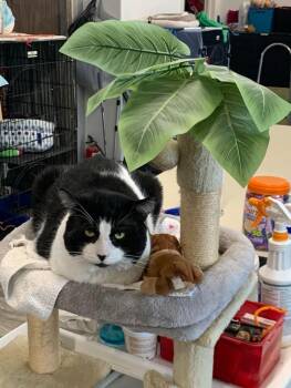 Rescue Domestic Short Hair Cats for Adoption in Acushnet, Massachusetts - Sam | PetCurious