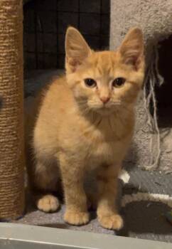 River -  Domestic Short Hair Cat for Adoption in Blaine, Minnesota - River | PetCurious