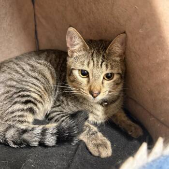 Domestic Short Hair Cats Available for Adoption - Eren (Bonded With Zeke) | PetCurious