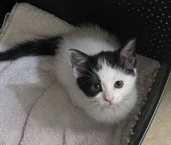 Kitten Coco -  Domestic Short Hair Cat for Adoption in Seal Beach, California - Kitten Coco | PetCurious