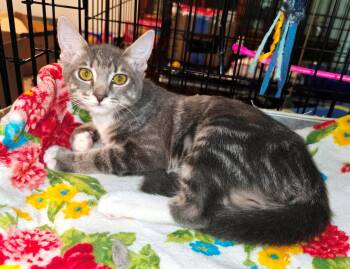 Mint -  Domestic Short Hair and Tabby Cat for Adoption in Glendale, Arizona - Mint | PetCurious
