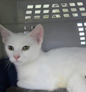 Basil-Q -  Domestic Short Hair Cat for Adoption in Metamora, Illinois - Basil-Q | PetCurious