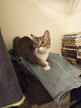 Mariah -  Domestic Short Hair Cat for Adoption in Naples, Florida - Mariah | PetCurious