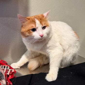 IVHS-Stray-141012 -  Domestic Medium Hair Cat for Adoption in San Gabriel, California - IVHS-Stray-141012 | PetCurious