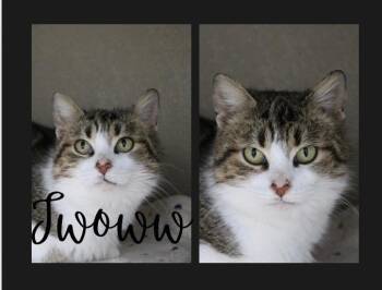 Domestic Short Hair Cats Available for Adoption - Jwoww | PetCurious