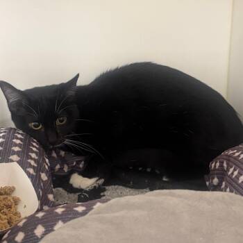 Lani -  Domestic Short Hair Cat for Adoption in West Palm Beach, Florida - Lani | PetCurious