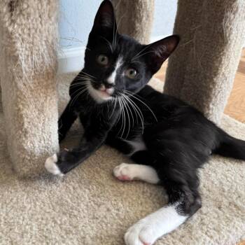 Domestic Short Hair Cats Available for Adoption - Pipp | PetCurious