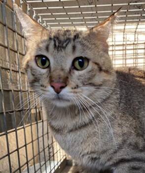 KADENCE -  Domestic Short Hair Cat for Adoption in Indianapolis, Indiana - KADENCE | PetCurious