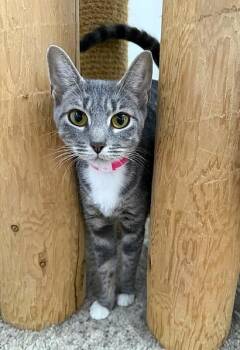 Pearl -  Domestic Short Hair Cat for Adoption in Medina, Ohio - Pearl | PetCurious