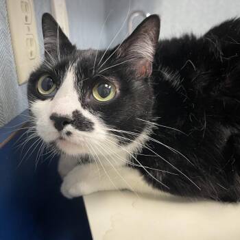 Domestic Short Hair Cats Available for Adoption in Lenexa, Kansas - Lange | PetCurious