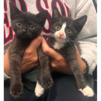 Meep Everett, adopt with Millie -  Domestic Medium Hair and Domestic Short Hair Cat for Adoption in Hudson, Massachusetts - Meep Everett, Adopt With Millie | PetCurious