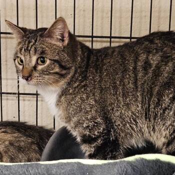 James -  Domestic Short Hair Cat for Adoption in Midland, Texas - James | PetCurious