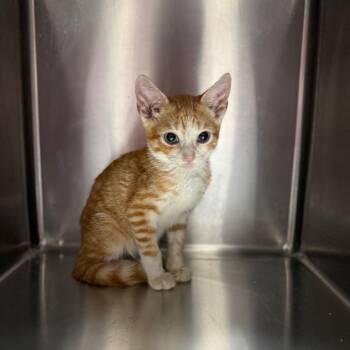 Porky 2322 -  Domestic Short Hair Cat for Adoption in Hamilton, Georgia - Porky 2322 | PetCurious