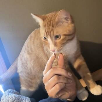 Garfield -  Domestic Short Hair Cat for Adoption in Rochester, Minnesota - Garfield | PetCurious