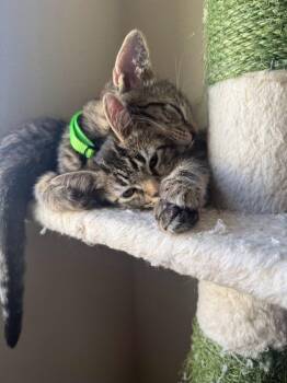 J -  Domestic Short Hair Cat Available for Adoption in Mission Viejo, California - J | PetCurious