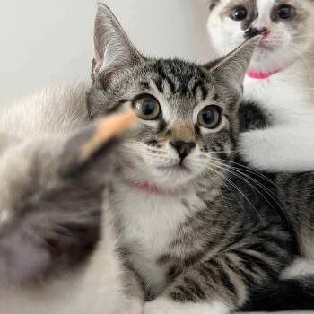 Poppy -  Domestic Short Hair Cat Available for Adoption in Oakland, California - Poppy | PetCurious