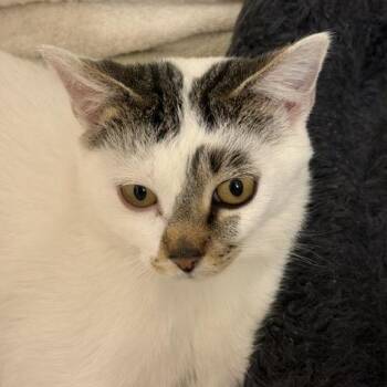 Marigold -  Domestic Short Hair Cat for Adoption in Saint Paul, Minnesota - Marigold | PetCurious