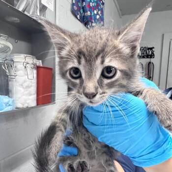 Frost -  Domestic Short Hair Cat for Adoption in Summerville, South Carolina - Frost | PetCurious