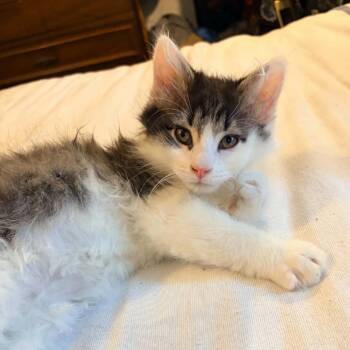 Jackson -  Domestic Long Hair Cat for Adoption in Prairie Du Chien, Wisconsin - Jackson | PetCurious