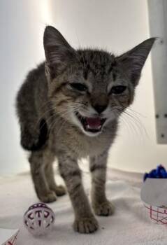 Evander 804-26 -  Domestic Short Hair Cat for Adoption in Cumming, Georgia - Evander 804-26 | PetCurious