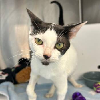 Trix -  Domestic Short Hair Cat for Adoption in Bentonville, Arkansas - Trix | PetCurious