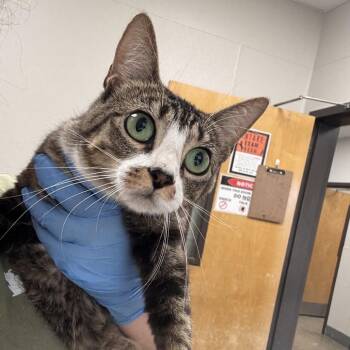 Momma Alcmene -  Domestic Short Hair Cat for Adoption in Columbiana, Alabama - Momma Alcmene | PetCurious