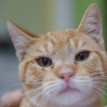 Rescue Domestic Short Hair Cats for Adoption in Redwood City, California - Kelpie | PetCurious