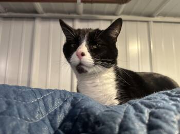 Domestic Short Hair Cats Available for Adoption in Ely, Minnesota - Oscar | PetCurious