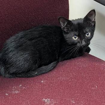 Dobby -  Domestic Short Hair Cat for Adoption in Santa Fe, Texas - Dobby | PetCurious