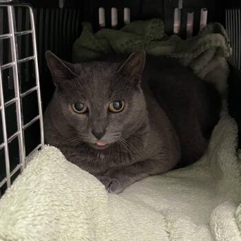 Paddle - Career Cat -  Domestic Short Hair Cat for Adoption in Enfield, New Hampshire - Paddle - Career Cat | PetCurious