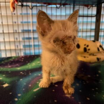 Buggy -  Domestic Medium Hair and Siamese Cat for Adoption in Port Richey, Florida - Buggy | PetCurious