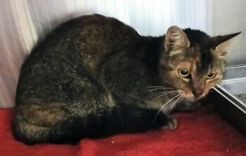 Rescue Domestic Short Hair Cats for Adoption in Cincinnati, Ohio - Gruffnut | PetCurious