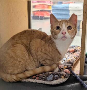 Lando -  Domestic Short Hair Cat for Adoption in Seven Valleys, Pennsylvania - Lando | PetCurious