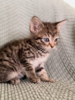 Baron- Transport -  Domestic Short Hair Cat for Adoption in Gradyville, Kentucky - Baron- Transport | PetCurious