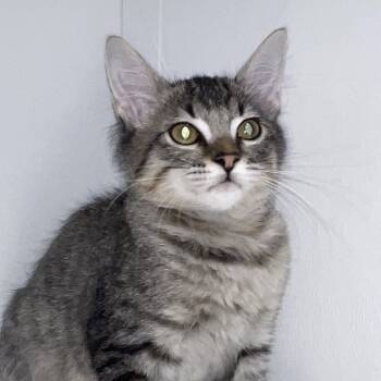 Rescue Domestic Medium Hair Cats for Adoption in Hattiesburg, Mississippi - Tommy | PetCurious