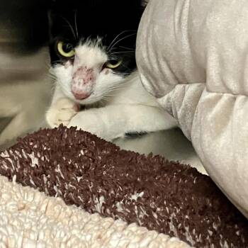 Domestic Short Hair Cats Available for Adoption in Port Charlotte, Florida - Ms. Sunday | PetCurious