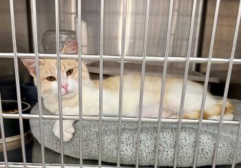 Domestic Short Hair Cats Available for Adoption - Caramello | PetCurious