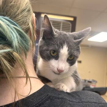 Caraxes -  Domestic Short Hair Cat for Adoption in Myerstown, Pennsylvania - Caraxes | PetCurious