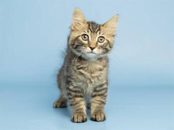 DEAN -  Domestic Short Hair Cat for Adoption in Phoenix, Arizona - DEAN | PetCurious