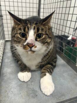 Domestic Short Hair Cats Available for Adoption in Clarksville, Tennessee - Peter | PetCurious