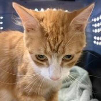 Martha -  Domestic Short Hair Cat for Adoption in Greensboro, Georgia - Martha | PetCurious