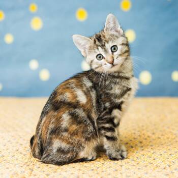 Rescue Domestic Short Hair Cats for Adoption in Saint Paul, Minnesota - Spark Plug | PetCurious