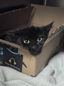 Rescue Domestic Short Hair Cats for Adoption in Roseville, California - Mongoose | PetCurious