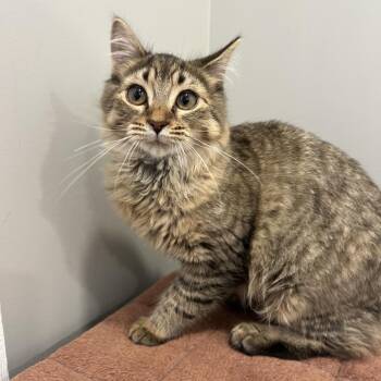 Corin -  Domestic Medium Hair Cat for Adoption in Puslinch, Ontario - Corin | PetCurious