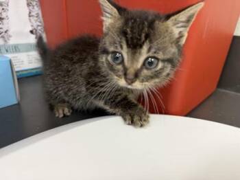 Philomena -  Domestic Short Hair Cat for Adoption in Gainesville, Florida - Philomena | PetCurious