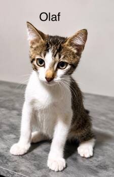Olaf -  Tabby Cat for Adoption in Casselberry, Florida - Olaf | PetCurious